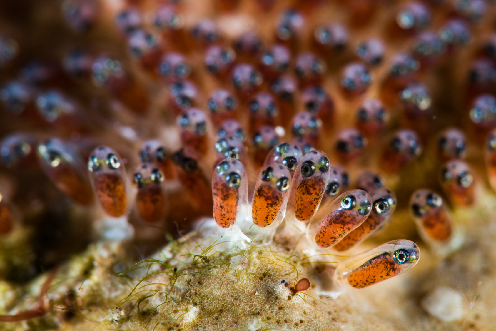uova di pesce pagliaccio uova di pesce pagliaccio