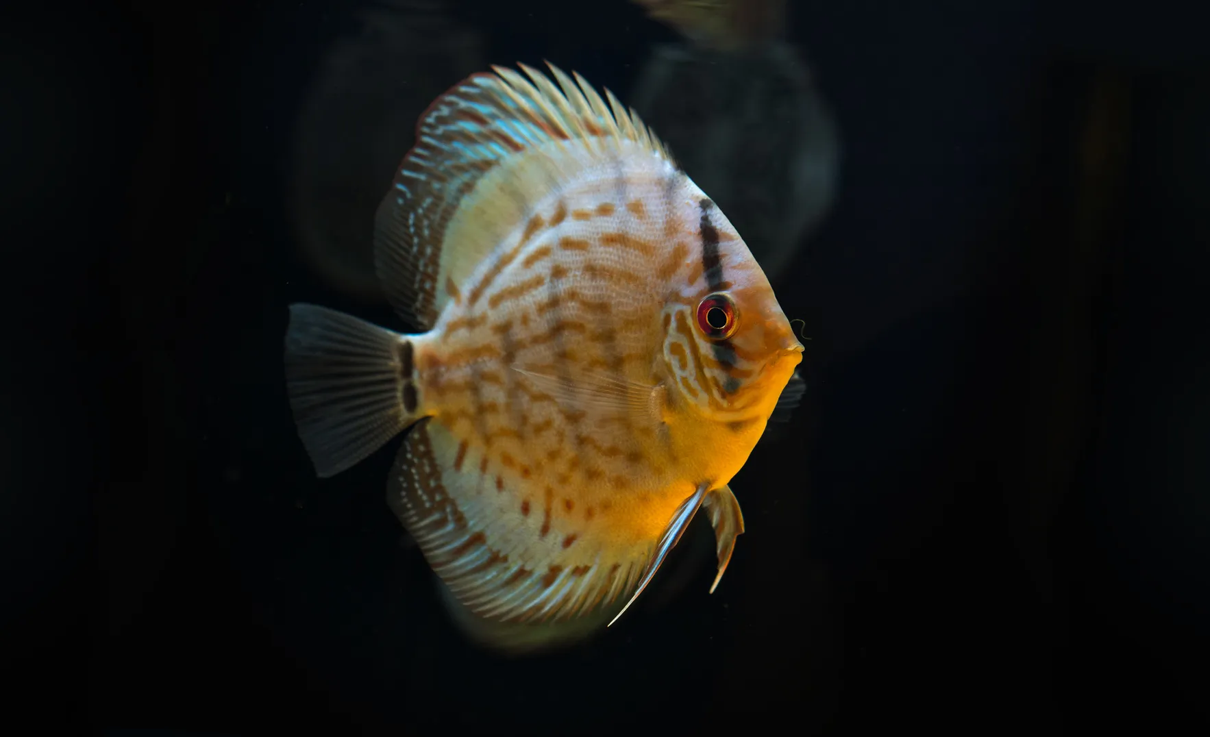 diskusfische diskusfische