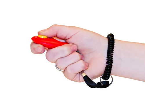 clicker training katze