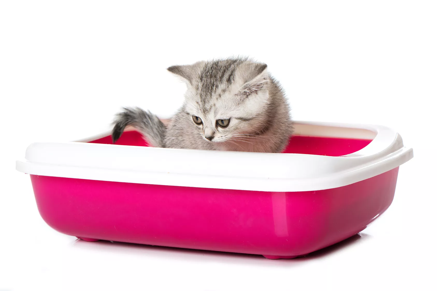 Kitten Schmerzen bei Kotabsatz durch Durchfall kitten katzentoilette