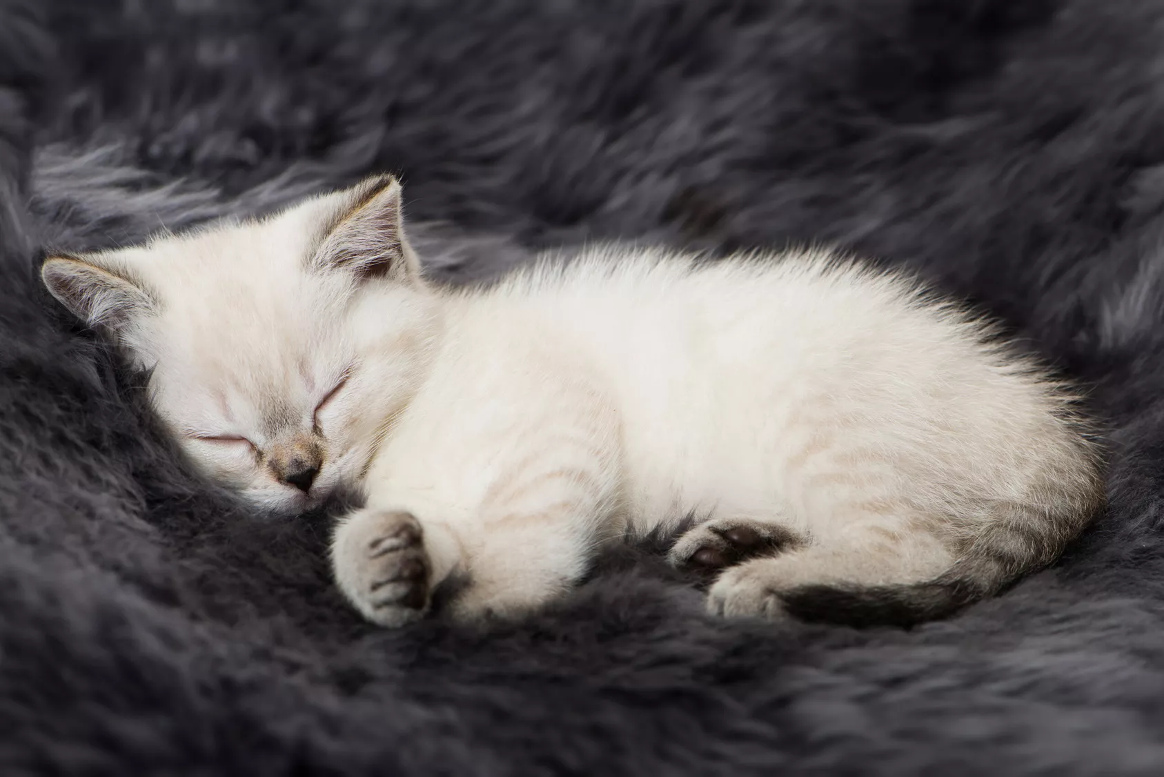 kitten geschwächt durch Durchfall kitten liegend