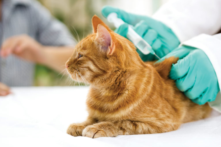 Gato deitado enquanto o veterinário administra uma injeção. As vacinas para gatos só podem ser administradas por veterinários