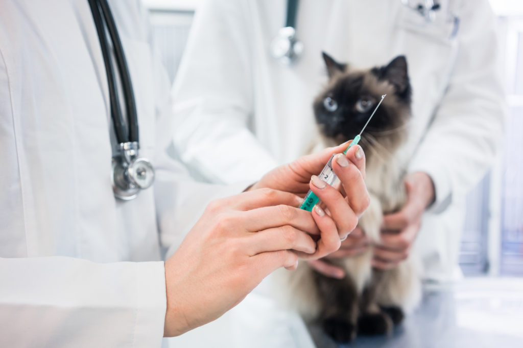 Veterinário segura uma seringa enquanto o gato está sentado ao fundo. As vacinas para gatos são recomendadas para evitar o aparecimento de doenças potencialmente fatais