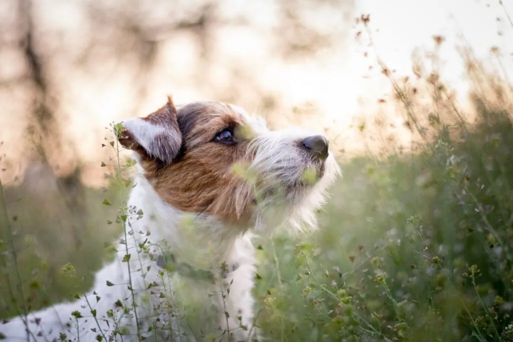 Parson Russell Terrier Portrait