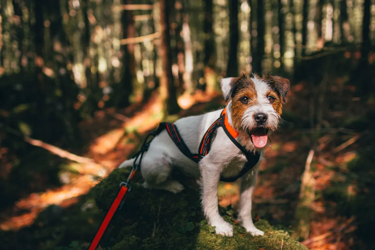 Parson Russell Terrier Aktivit&auml;t