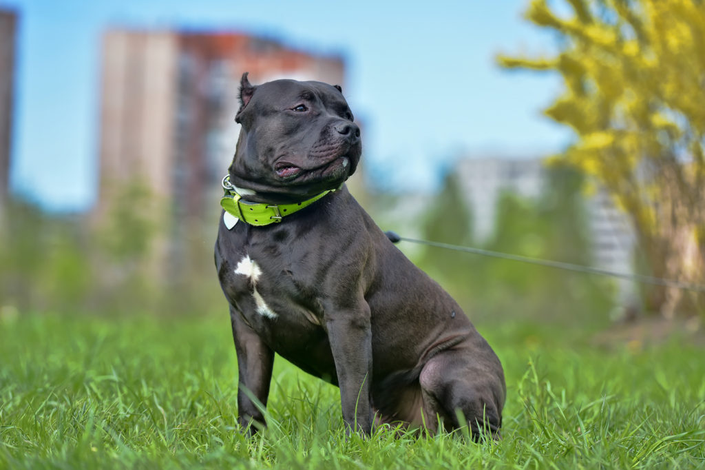 kampfhunde kampfhunde