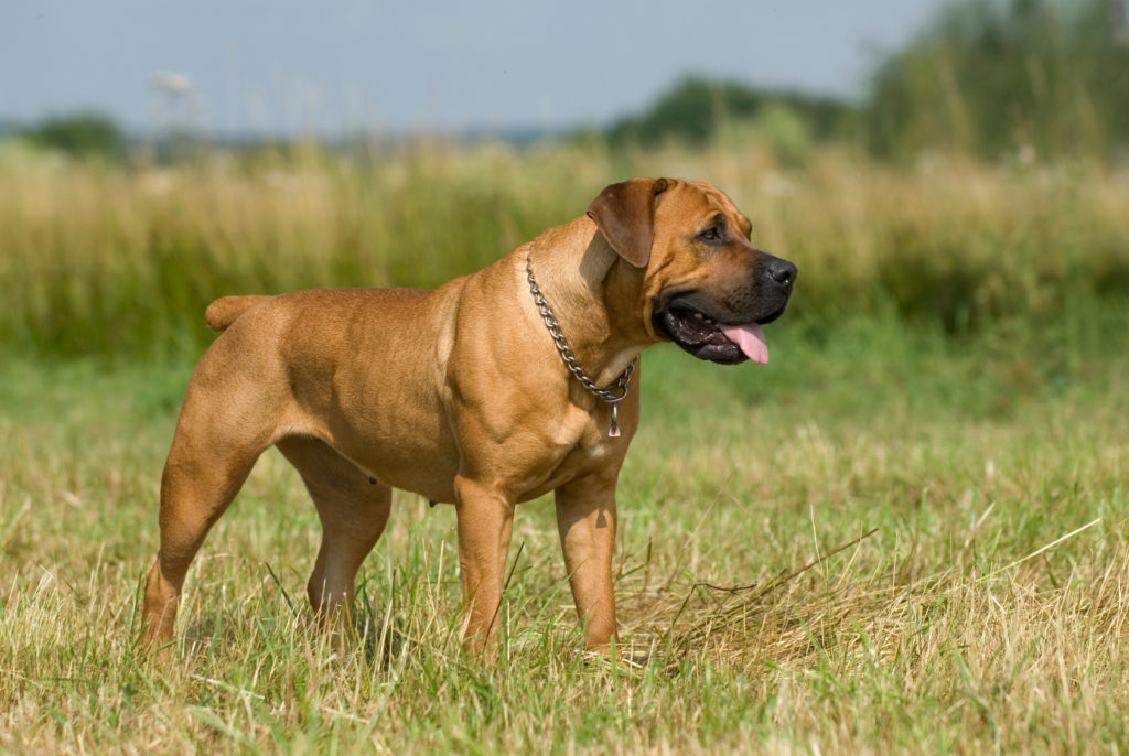 kampfhunde kampfhunde