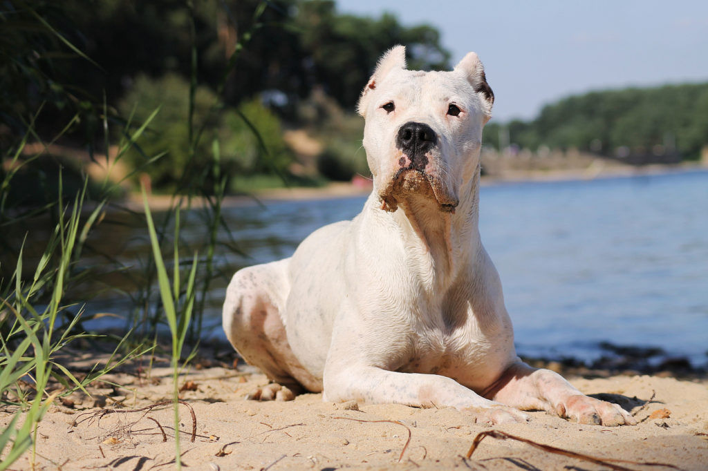 kampfhunde kampfhunde