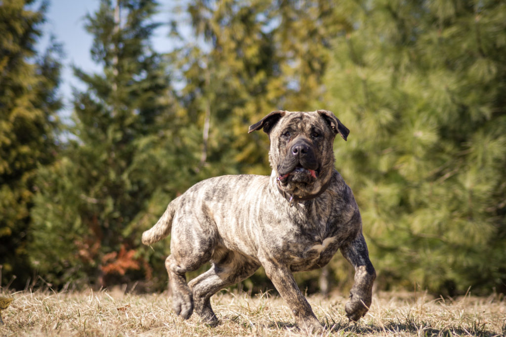kampfhunde kampfhunde