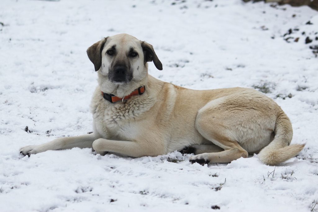 kampfhunde