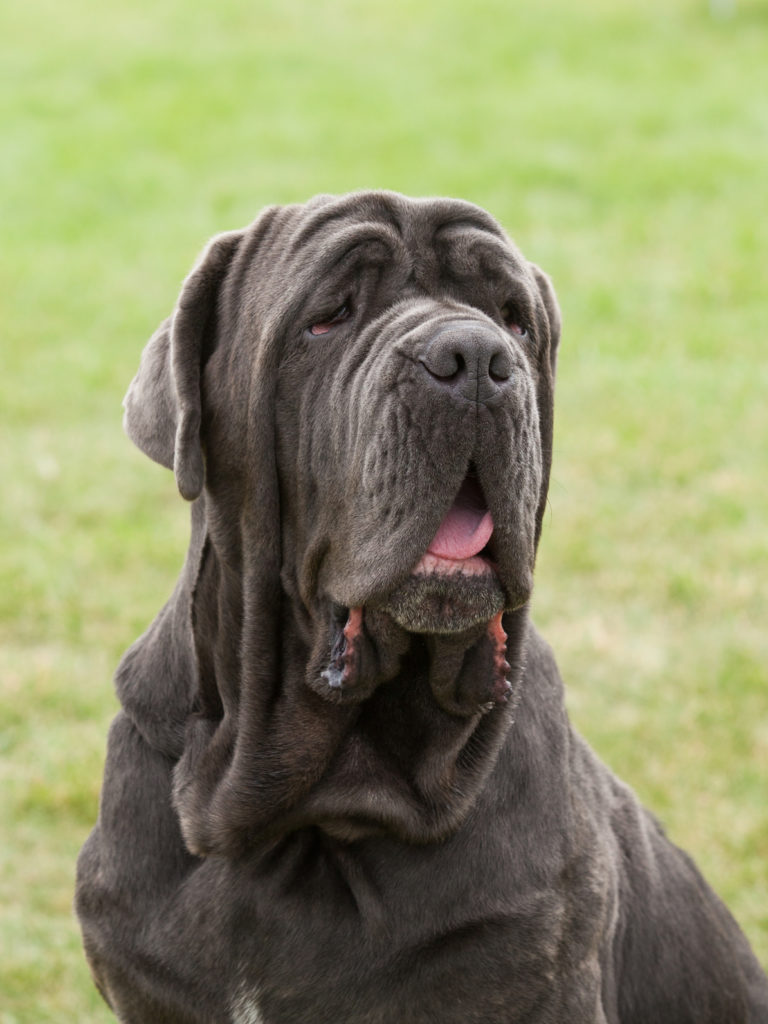 kampfhunde kampfhunde