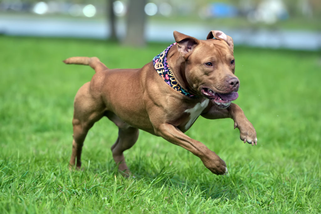 kampfhunde kampfhunde
