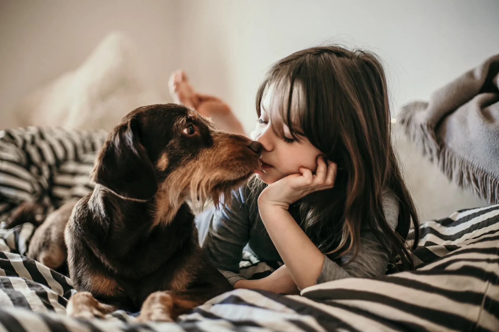 Hund im Bett schlafen lassen Hund im Bett schlafen lassen