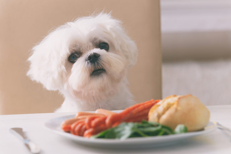 Cachorro pode comer fígado? Descubra aqui!