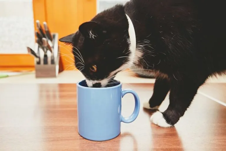 alimentos-perigosos-gato Alimentos perigosos para gatos