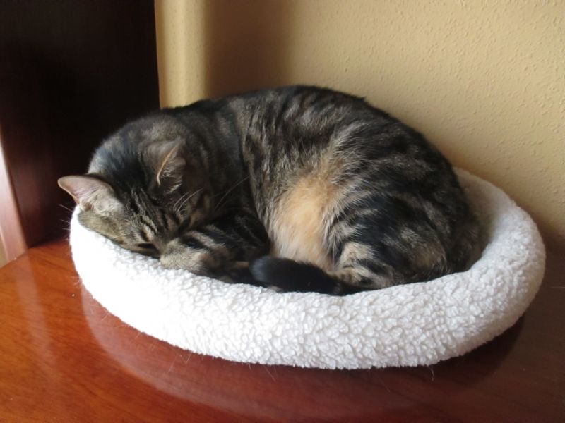 katze im bett