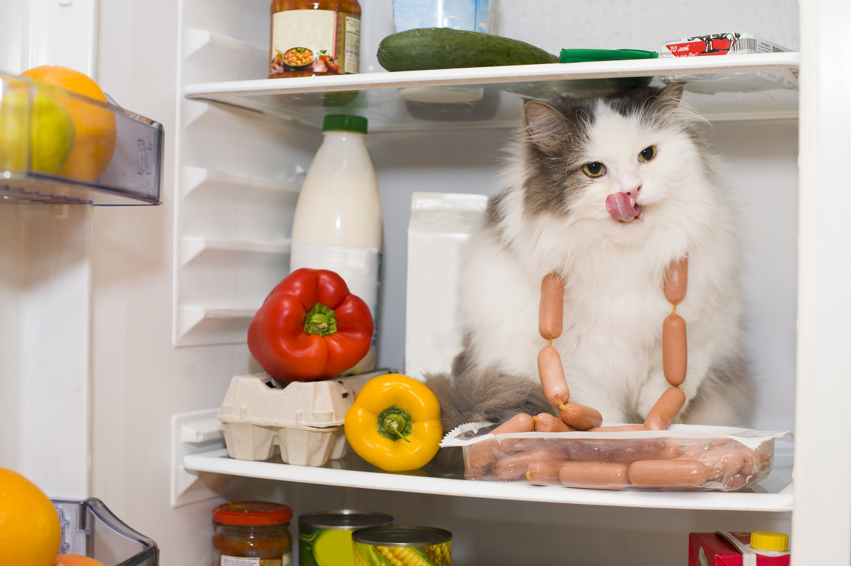 lebensmittel für katzen lebensmittel für katzen
