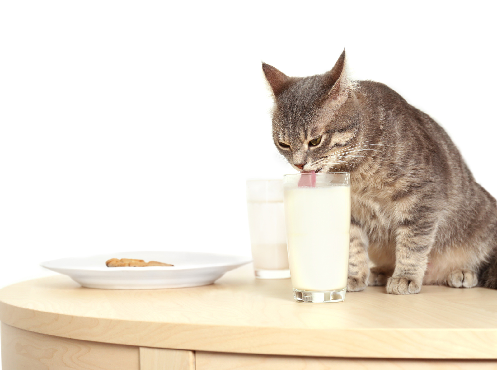 lebensmittel für katzen lebensmittel für katzen