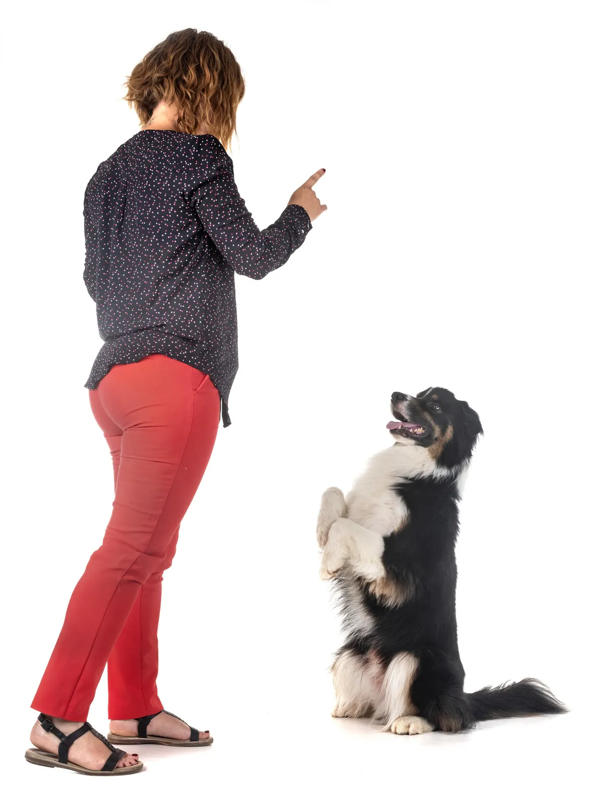 australian shepherd obedience training australian shepherd obedience training