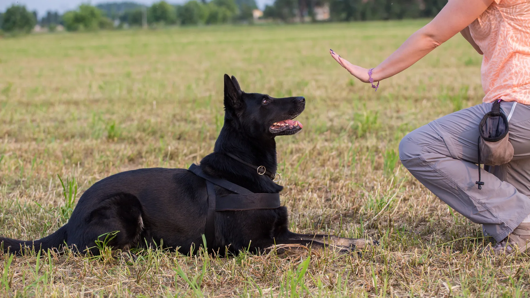 obedience training obedience training