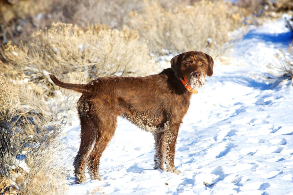 pudelpointer im schnee pudelpointer im schnee