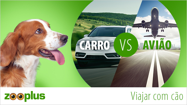 Qual é a melhor opção para viajar com cães: carro ou avião?