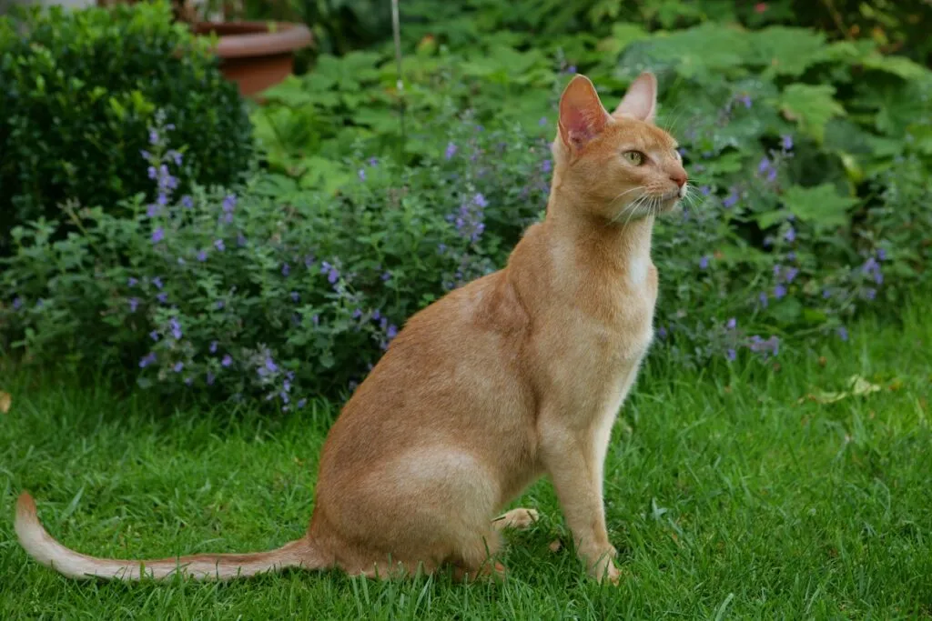 Abessinierkatze sitzt im Gras