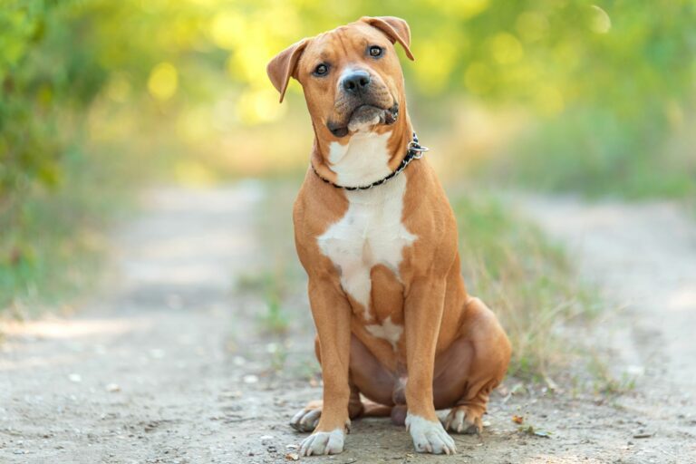 American Staffordshire Terrier: características