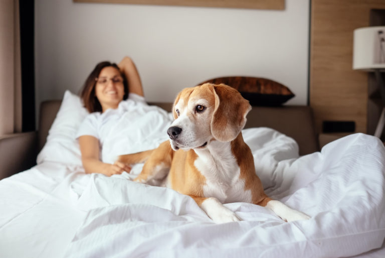 Partilhar a cama com o nosso cão