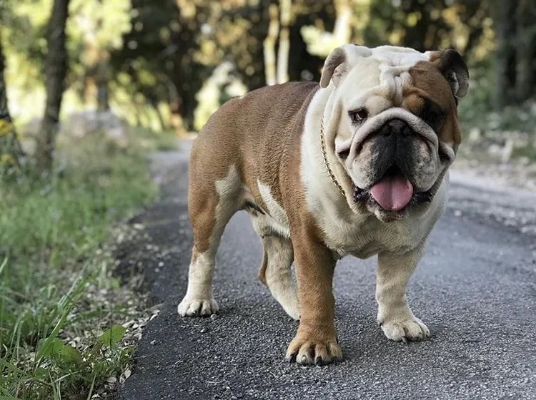 Buldogue inglês Buldogue inglês