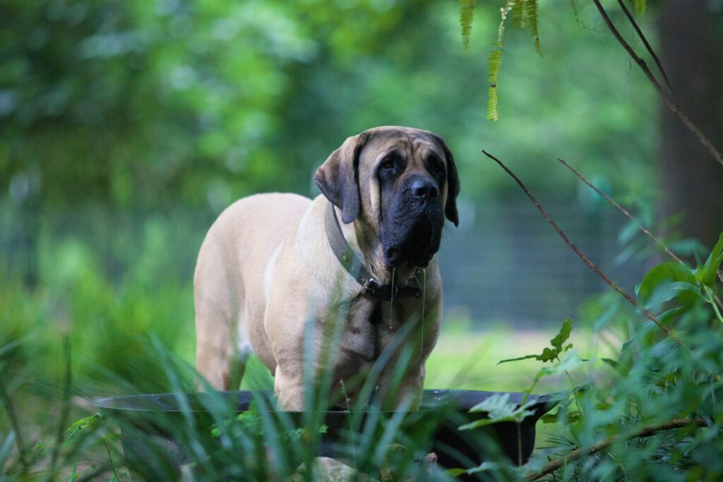 Mastiff: um cão impressionante e calmo