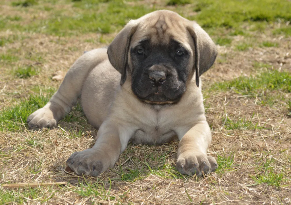Mastiff cachorro Mastiff: os cachorros precisam de uma educação consistente