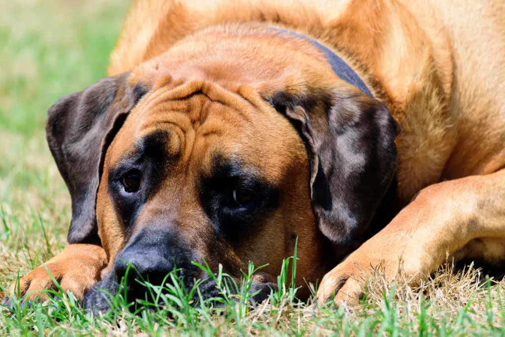 Mastiff na relva Mastiff: um cão grande e gentil