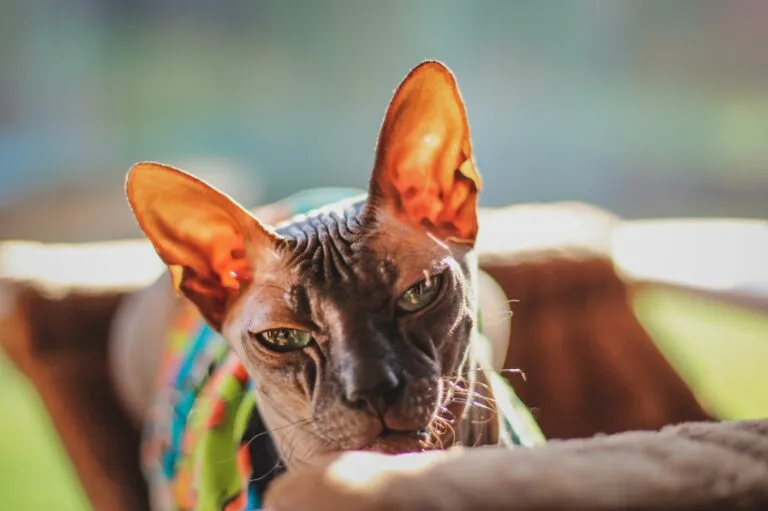 Gato Sphynx com bigodes Sphynx: uma raça de gatos envolta em controvérsia