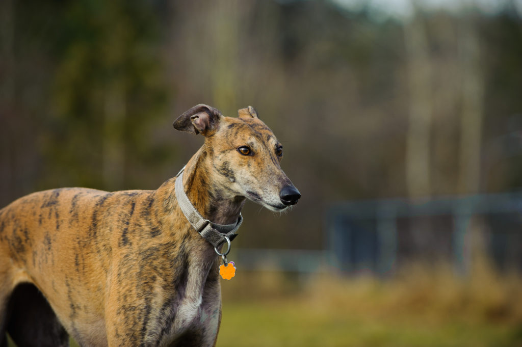 DIFERENÇAS entre GALGO INGLÊS e GALGO ESPANHOL