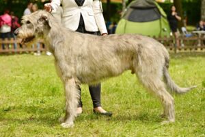 Galgo Irlandês