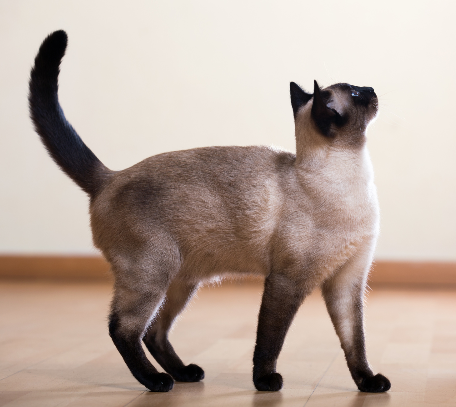 Katze glücklich Schwanz Katze glücklich Schwanz