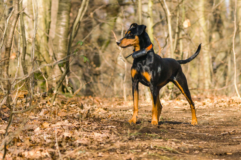 Pinscher_3 O Pinscher Alemão é um cão encantador. Inteligente e atento, também pode ser um pouco teimoso!