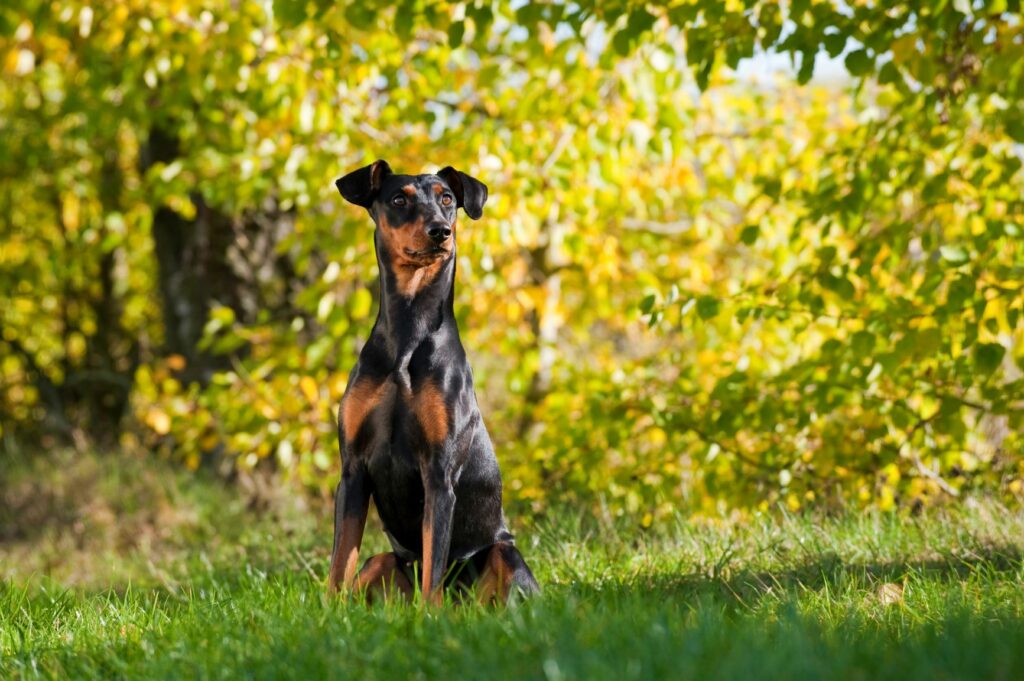 Pinscher_5 O Pinscher Alemão não sofreu um processo de criação indiscriminada. Por isso,raramente apresenta doenças hereditárias. Trata-se de uma raça bastante saudável.