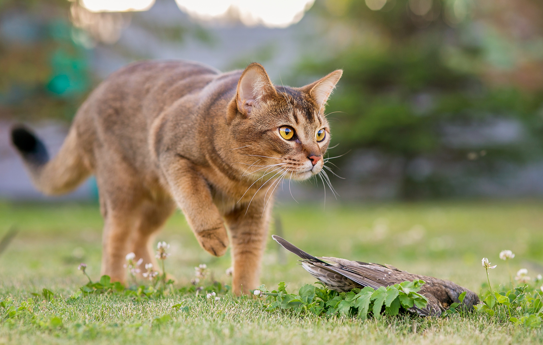 abessinier jagdt Katzensprache lernen