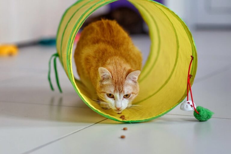 gato dentro de túnel de agility a seguir snacks