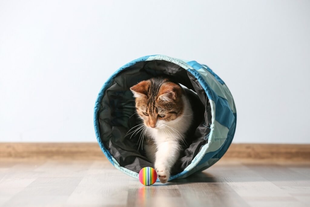 gato dentro de túnel de agility a brincar com bolinha
