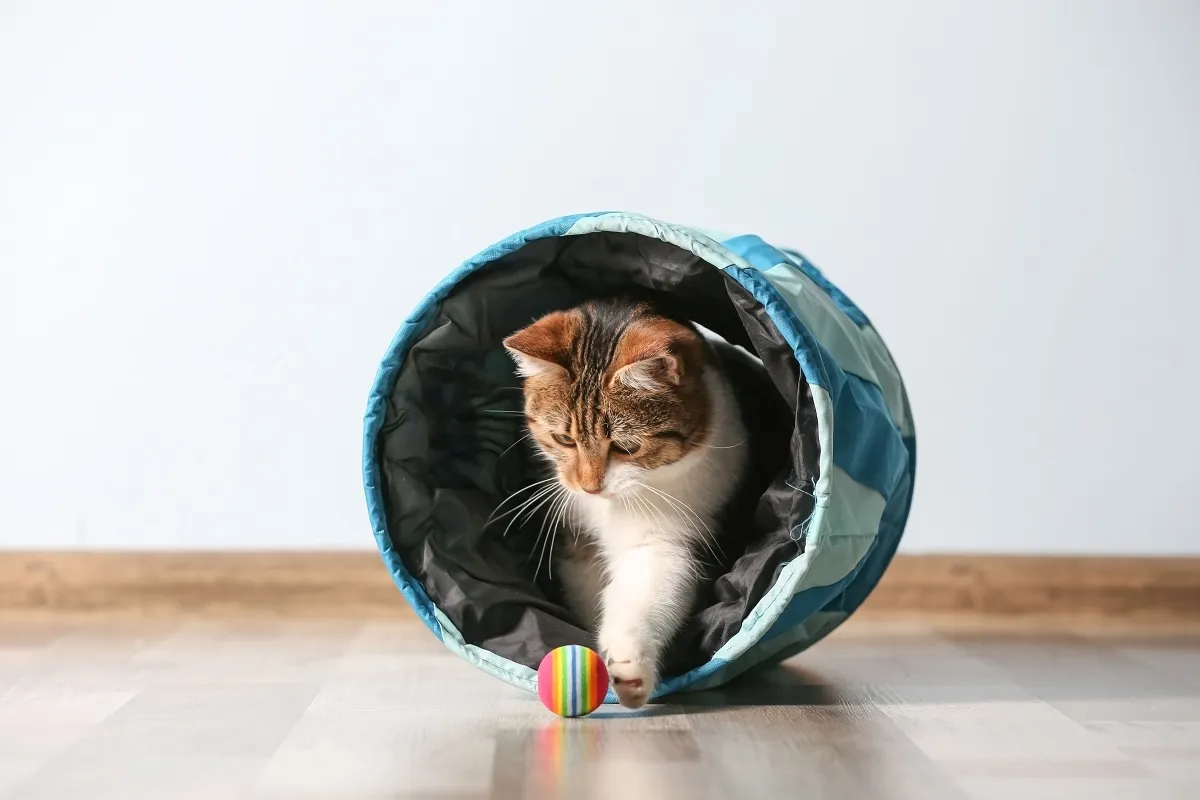 agility para gatos_2 gato dentro de túnel de agility a brincar com bolinha