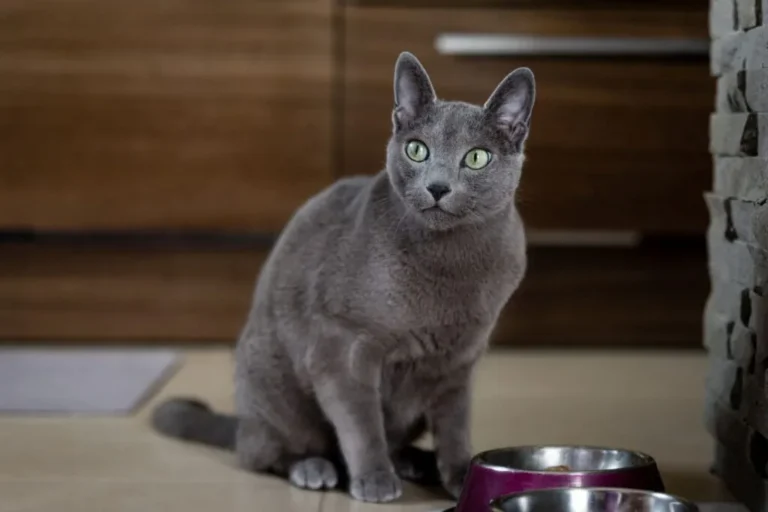 gato azul russo junto a comedouro