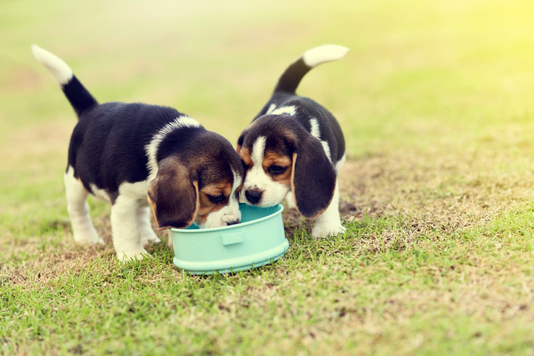 Dois cachorrinhos Beagle a comer de uma taça sobre a relva.