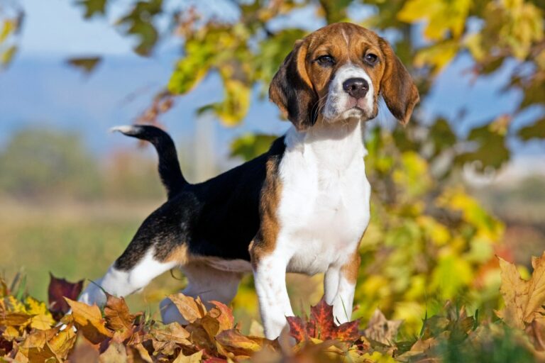 Beagle em pé no campo