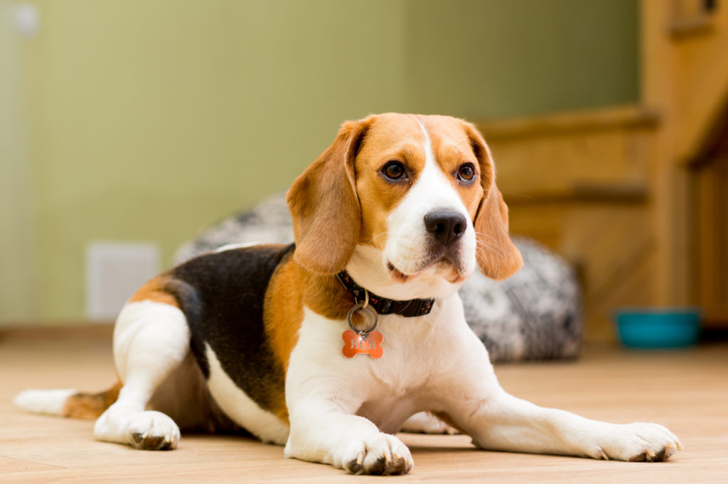 Beagle deitado no chão de casa