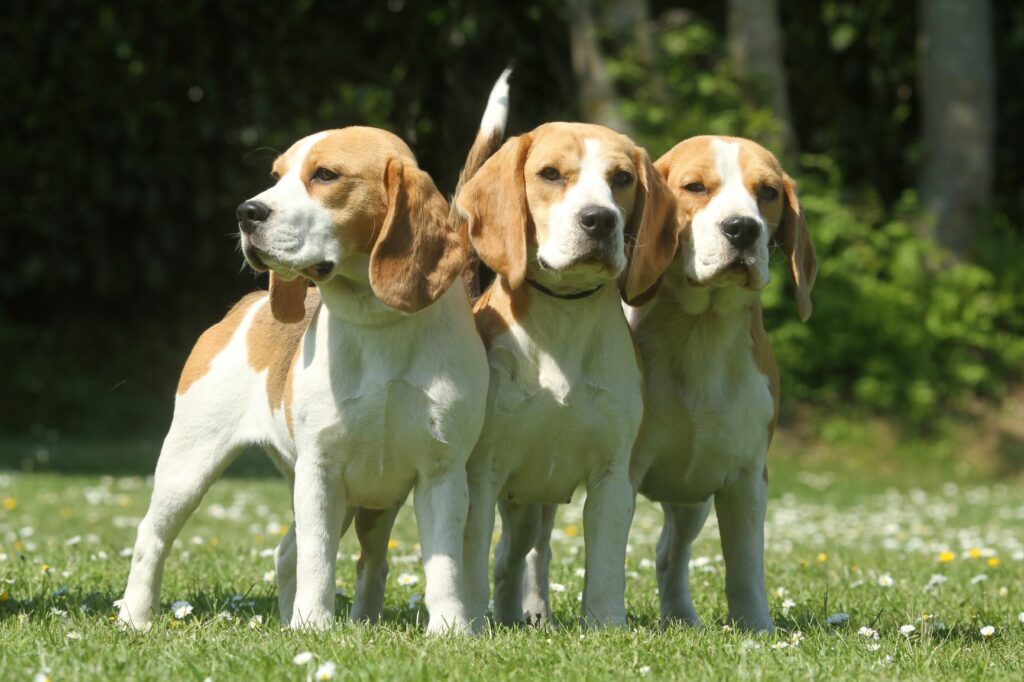 Três Beagle em pé no campo.