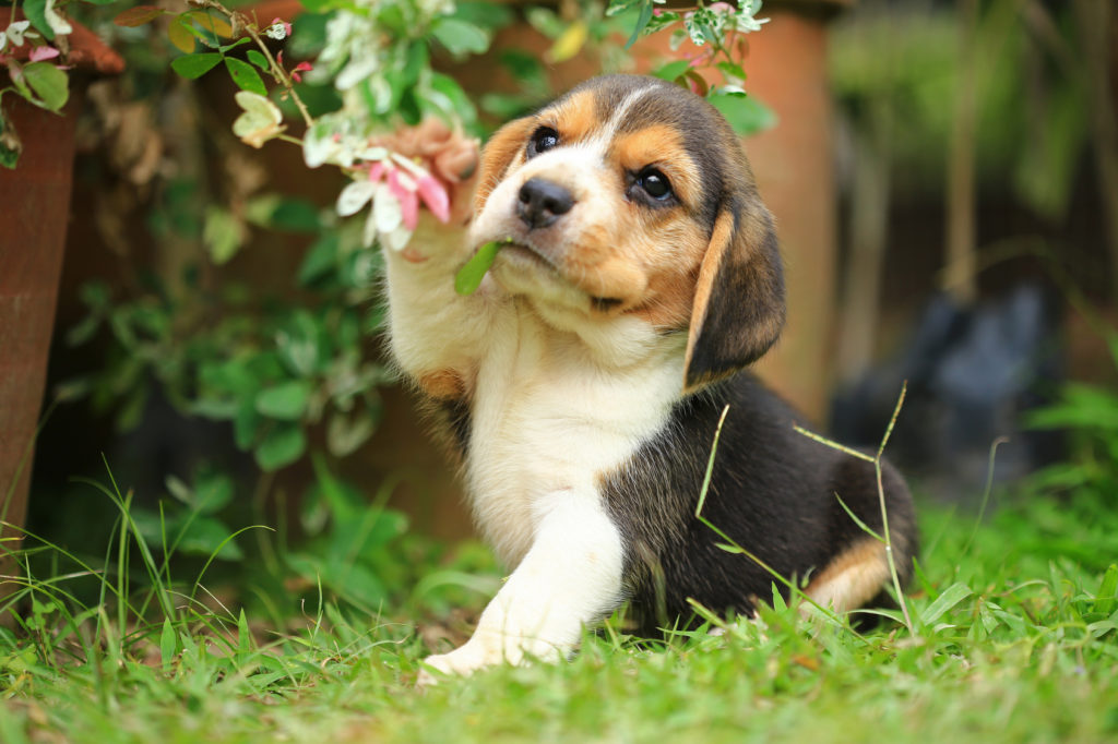 Cachorro Beagle junto a arbustos