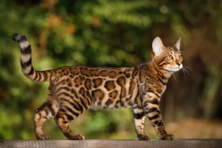 um gato bengal na natureza
